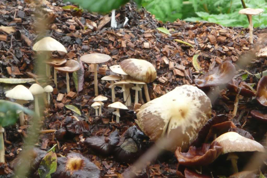 What are habitats of fungi?