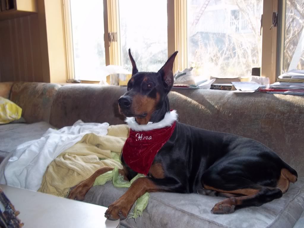 Worgen Mage | comic art - dog | Pinterest | Werewolves ...