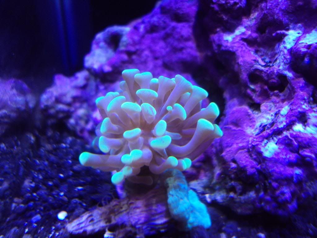 2010 0127PICS0008 - The Official "What are you bringing" to the AnnArbor Frag Swap Thread!: 02-21-2010