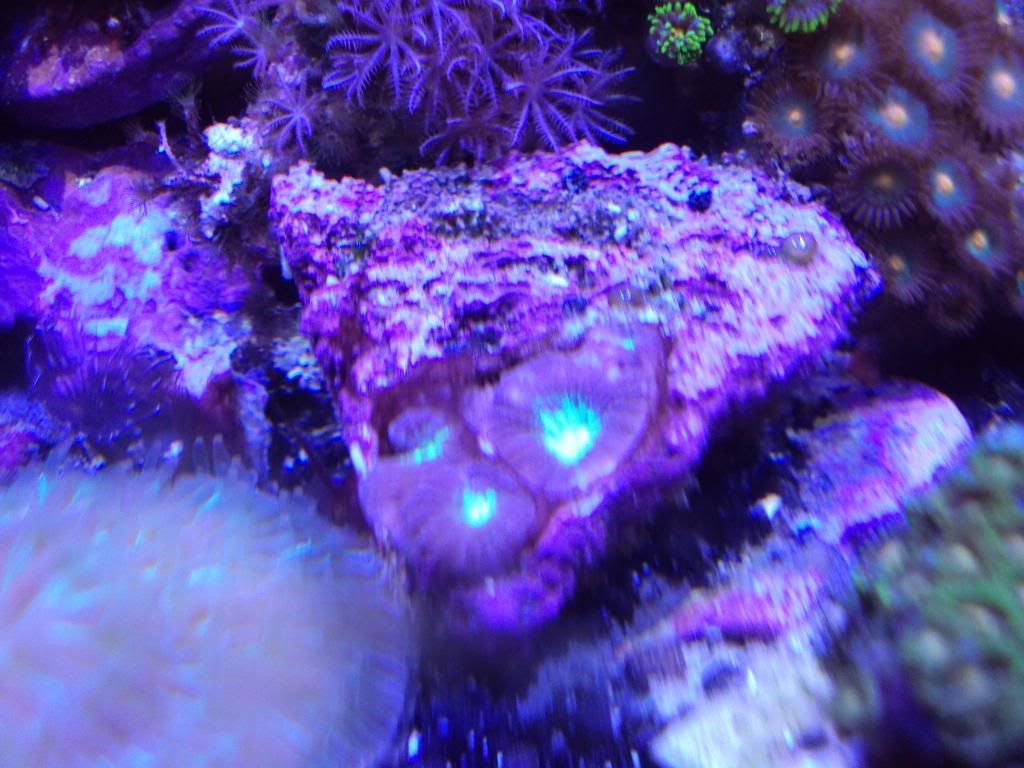 2010 0127PICS0011 - The Official "What are you bringing" to the AnnArbor Frag Swap Thread!: 02-21-2010