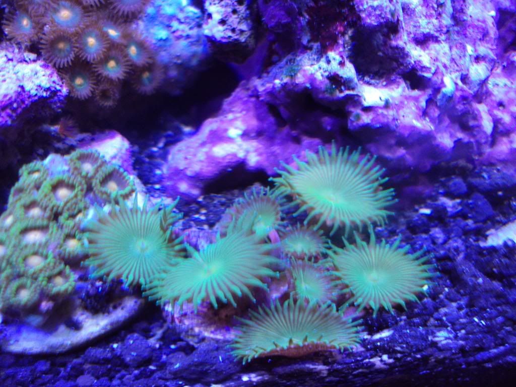 2010 0127PICS0012 - The Official "What are you bringing" to the AnnArbor Frag Swap Thread!: 02-21-2010