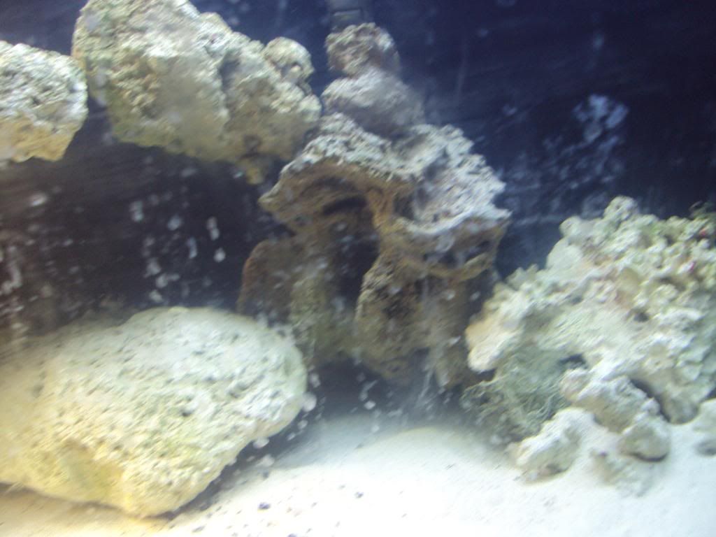 2010 0201PICS0012 - Ryeguys's 20gal LOOOOONG reef