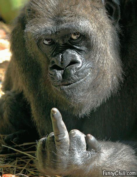 [Image: gorilla-finger.jpg]