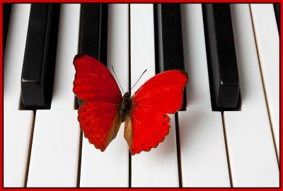  photo red-butterfly-on-piano-keys-garry-gay_zps5a14d006.jpg