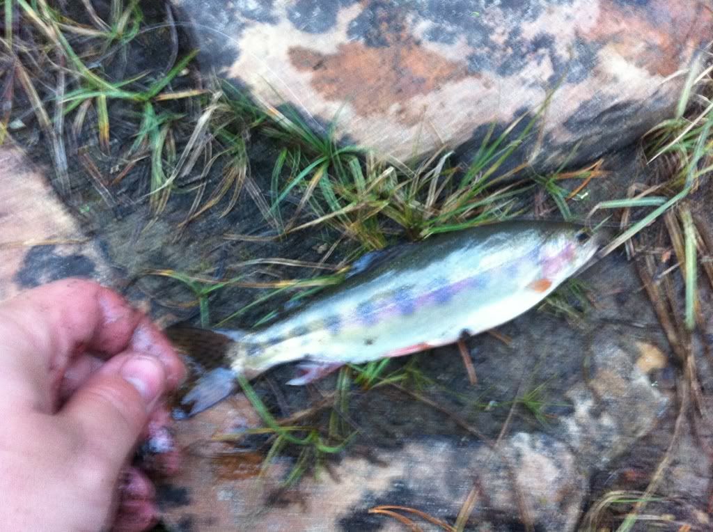 Uintas Echo Lake ID fish Utah Wildlife Network