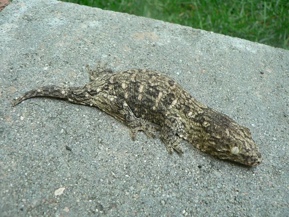 Male7-10-2014_zps584529b1.jpg
