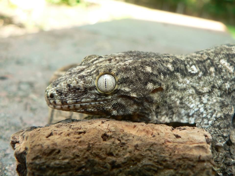Male7-11-2014jpg2_zpsdbebc931.jpg
