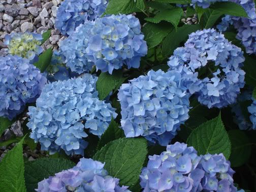 hydrangea