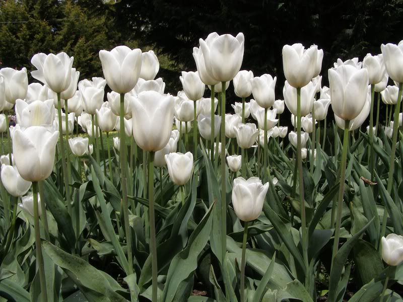 white tulips photo: White Tulips TulipTop7.jpg