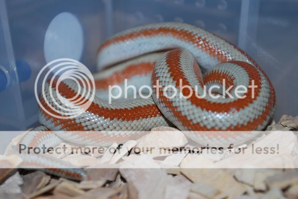 'Bay of LA' Bajas Rosy Boas (Lichanura trivirgata myriolepis) | Reptile ...