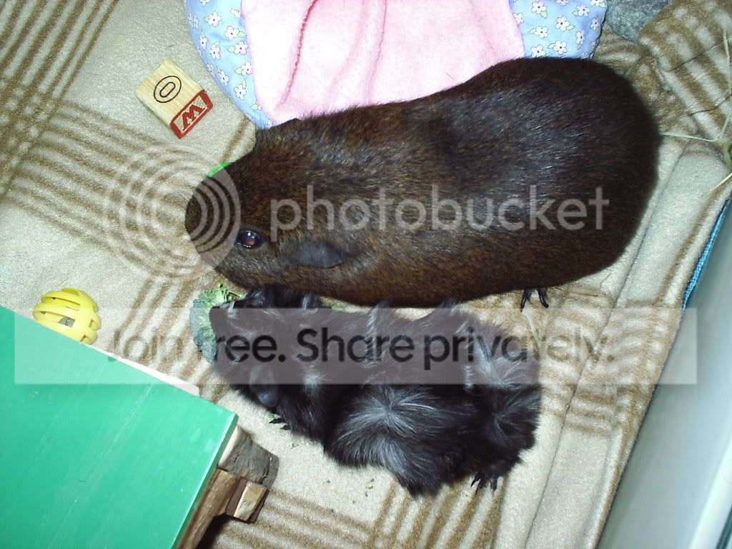 ChipyandWalnut.jpg