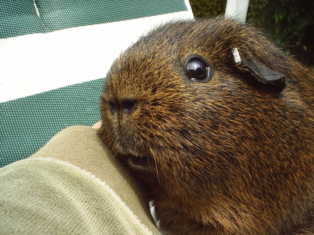 chipy10.jpg