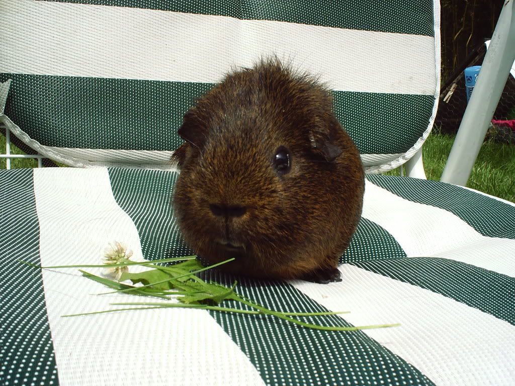 chipy4.jpg