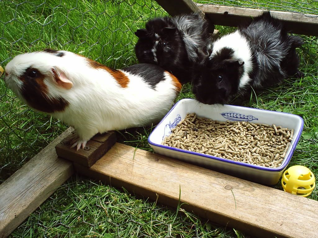 3piggles.jpg
