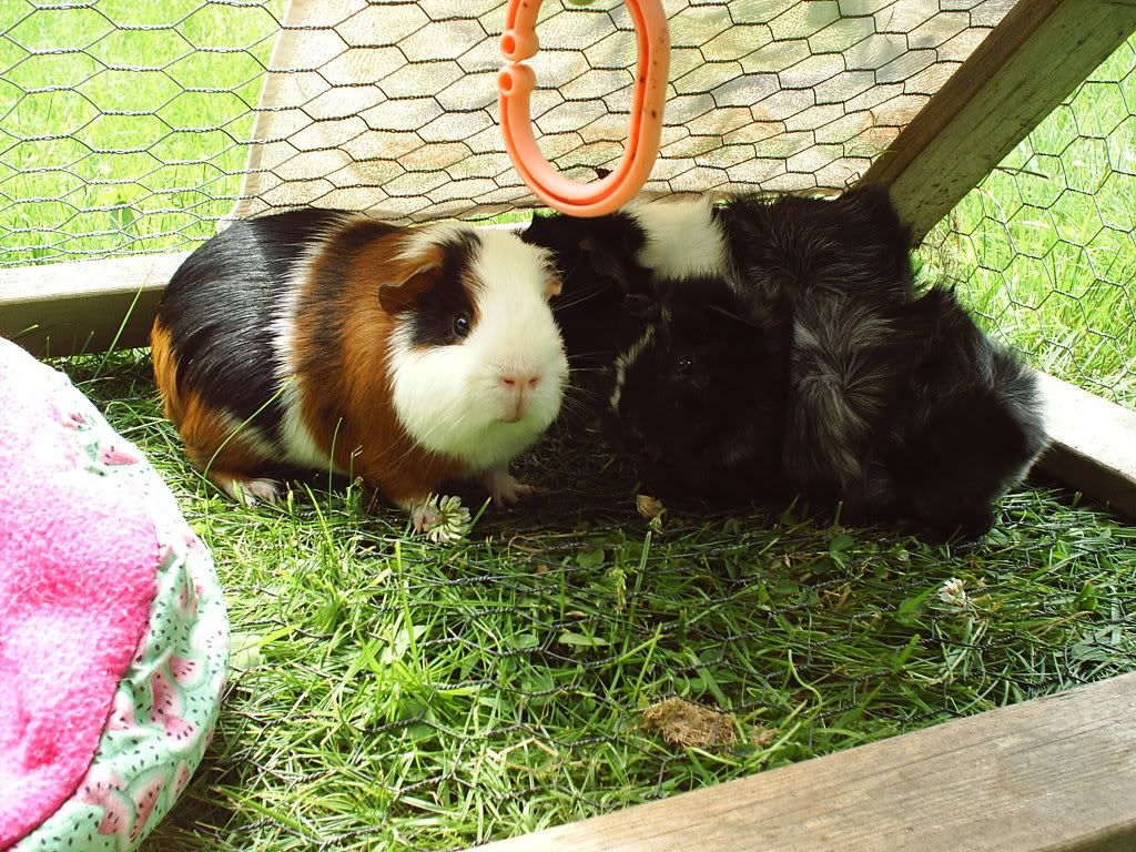 3piggles1.jpg