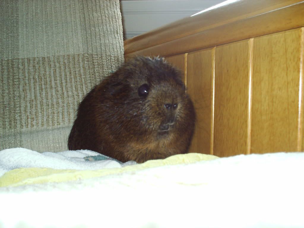 chipy-1.jpg