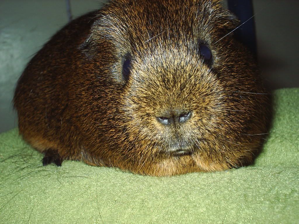chipy-2.jpg