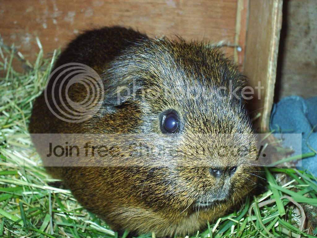 chipy1.jpg