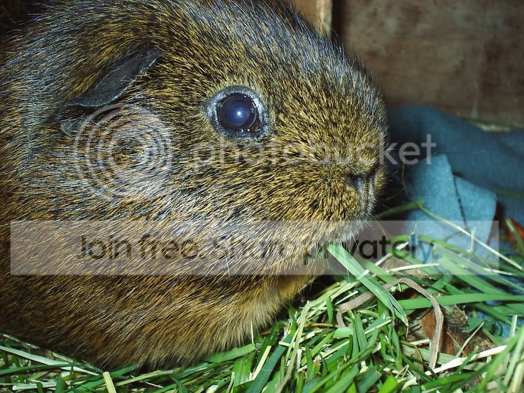 chipyeat.jpg