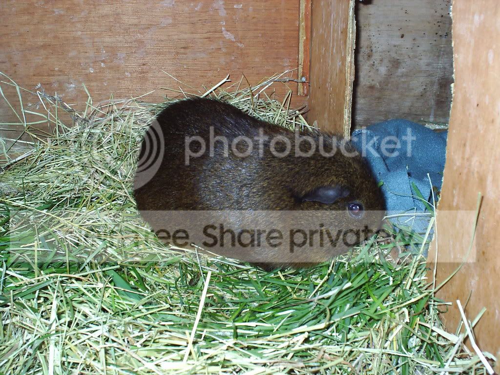 chipylooksforgrass.jpg
