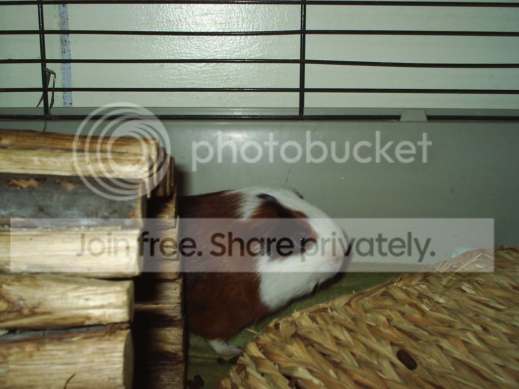 p.jpg