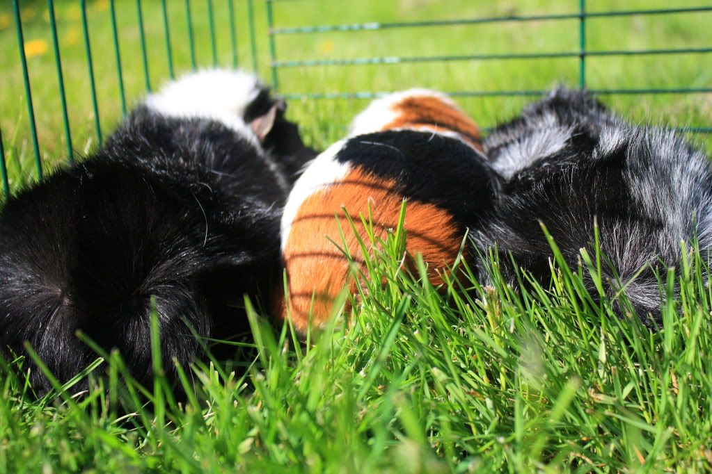 piggiebums.jpg
