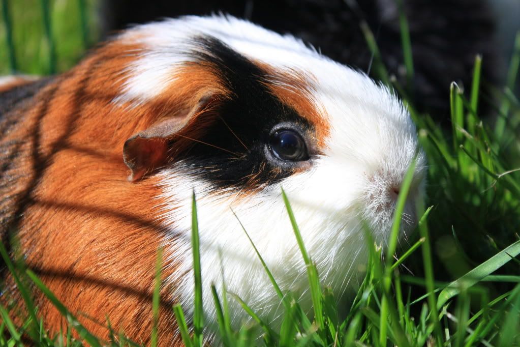 pingcloseup.jpg