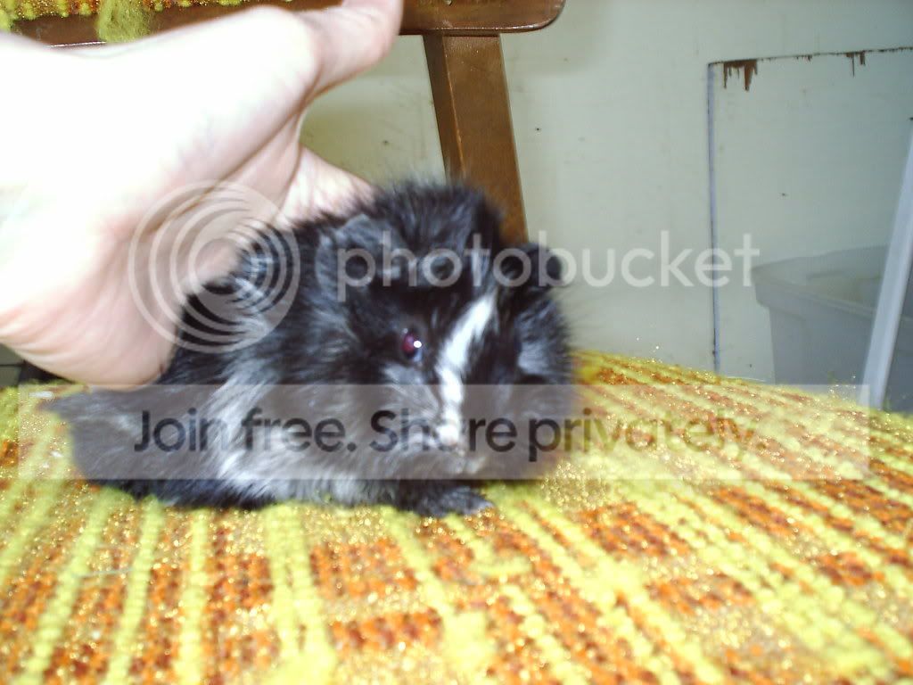 w.jpg